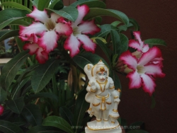 hanuma-sanjeevinipeetam-15