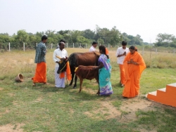 Sankranthi 2015  (10)