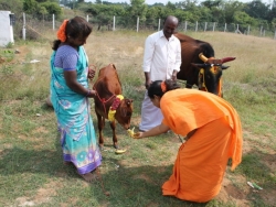 Sankranthi 2015  (11)
