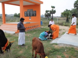Sankranthi 2015  (12)