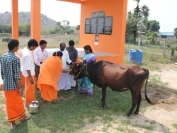 Sankranthi 2015  (6)