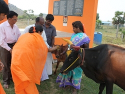 Sankranthi 2015  (7)