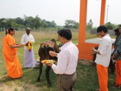 Sankranthi 2015  (8)