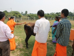 Sankranthi 2015  (9)